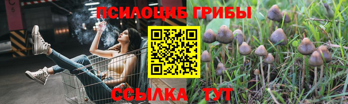 Юрга  Галлюциногенные грибы Cubensis  Вход с VPN 